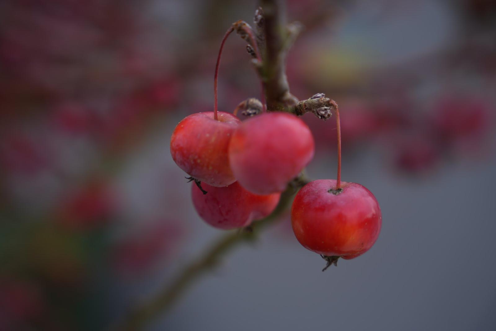 Äpfel