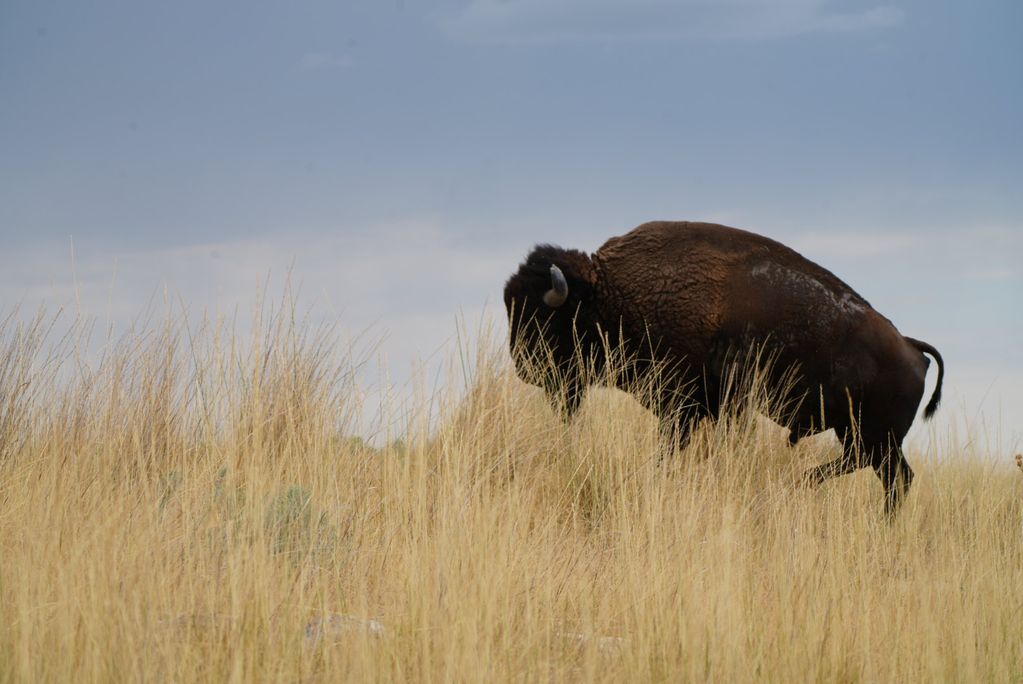 Bison
