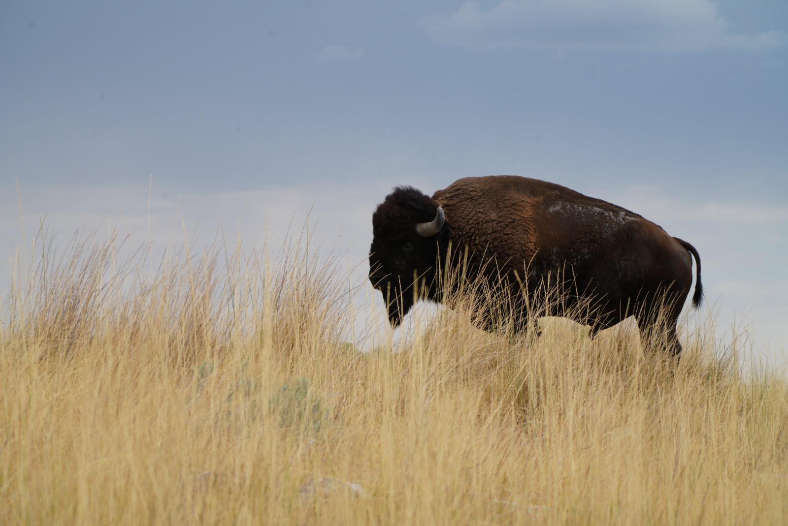Bison