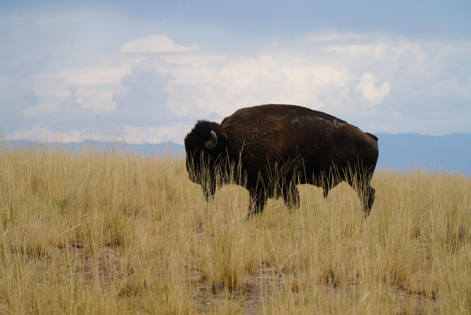 Bison
