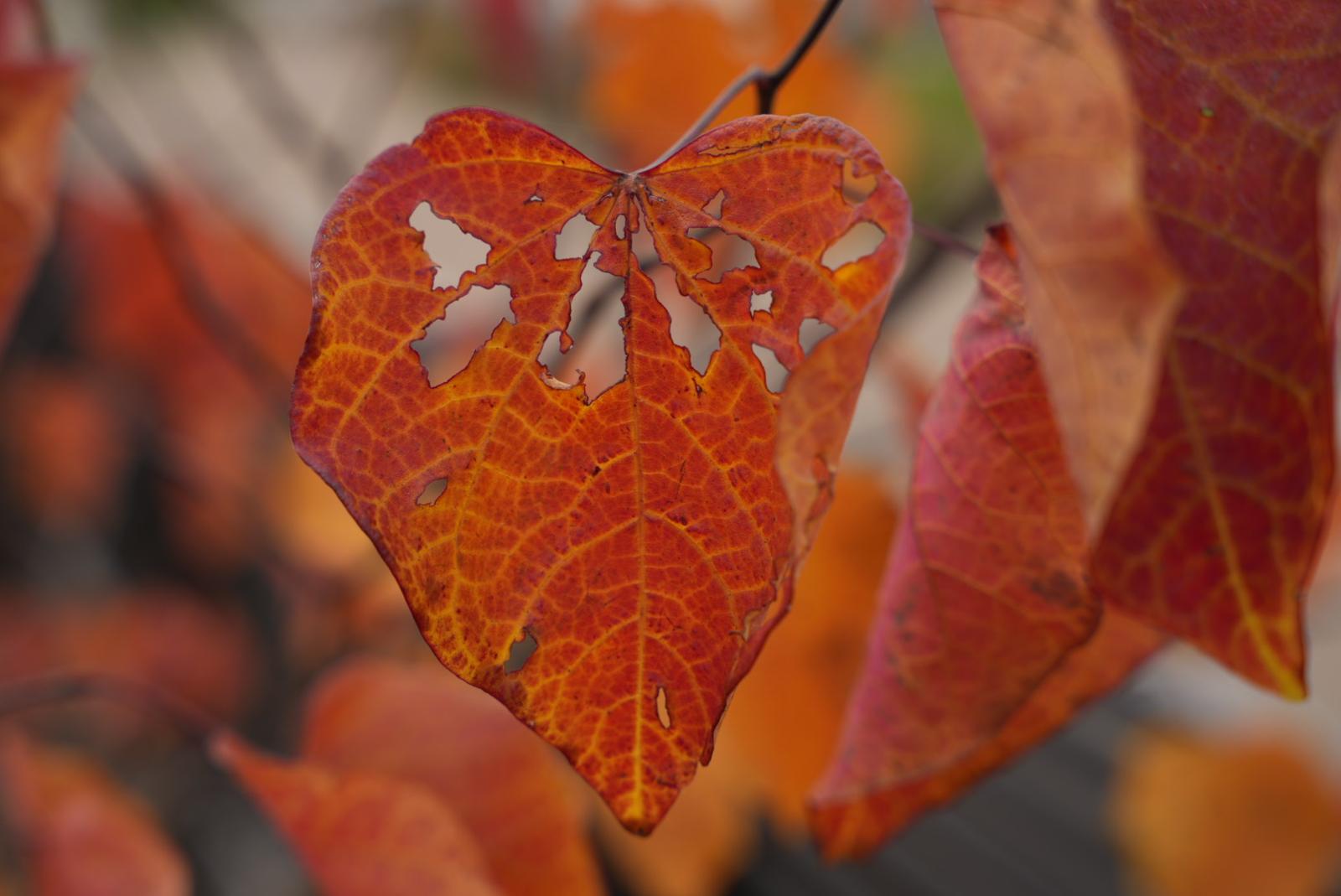 Herbst