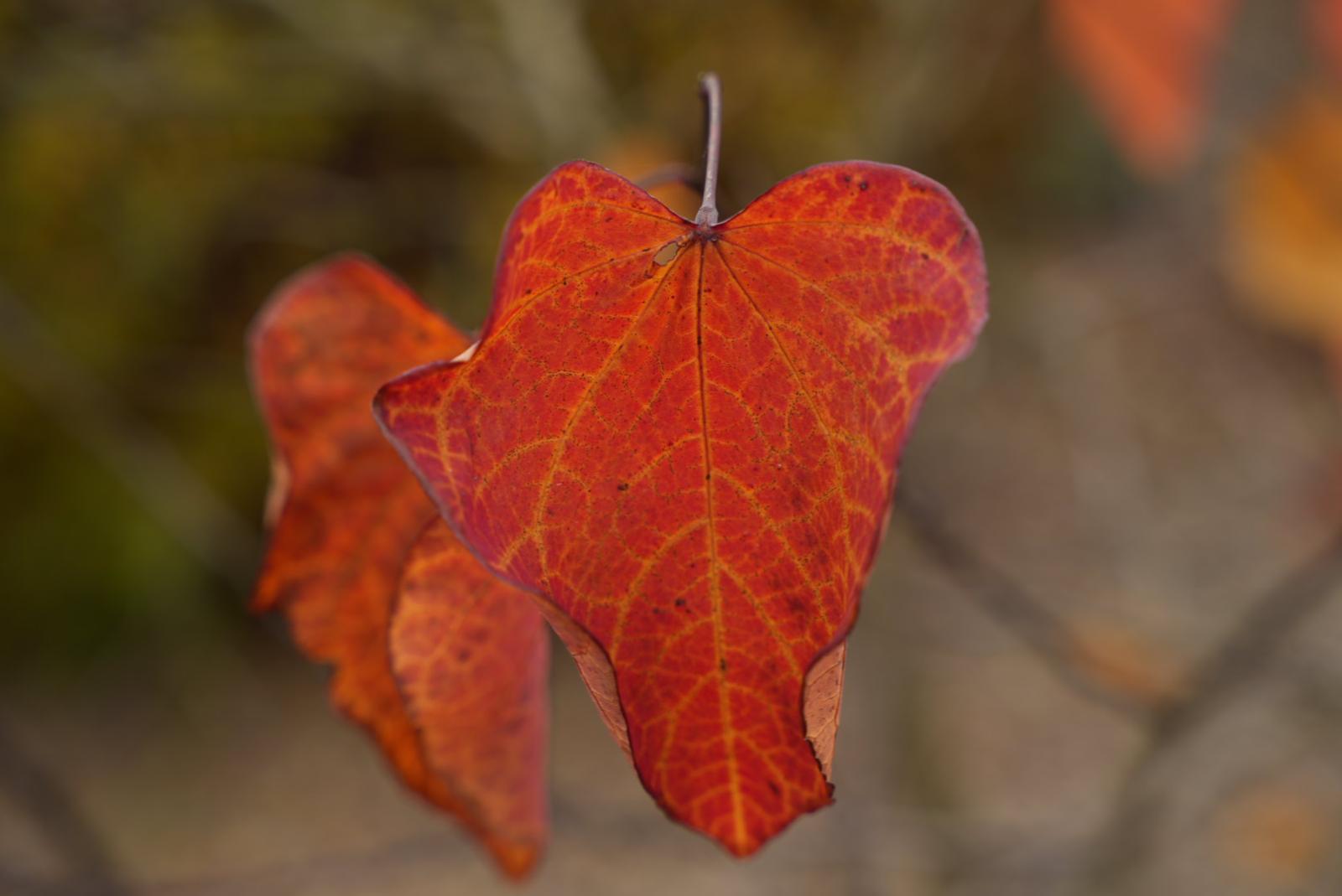 Herbst