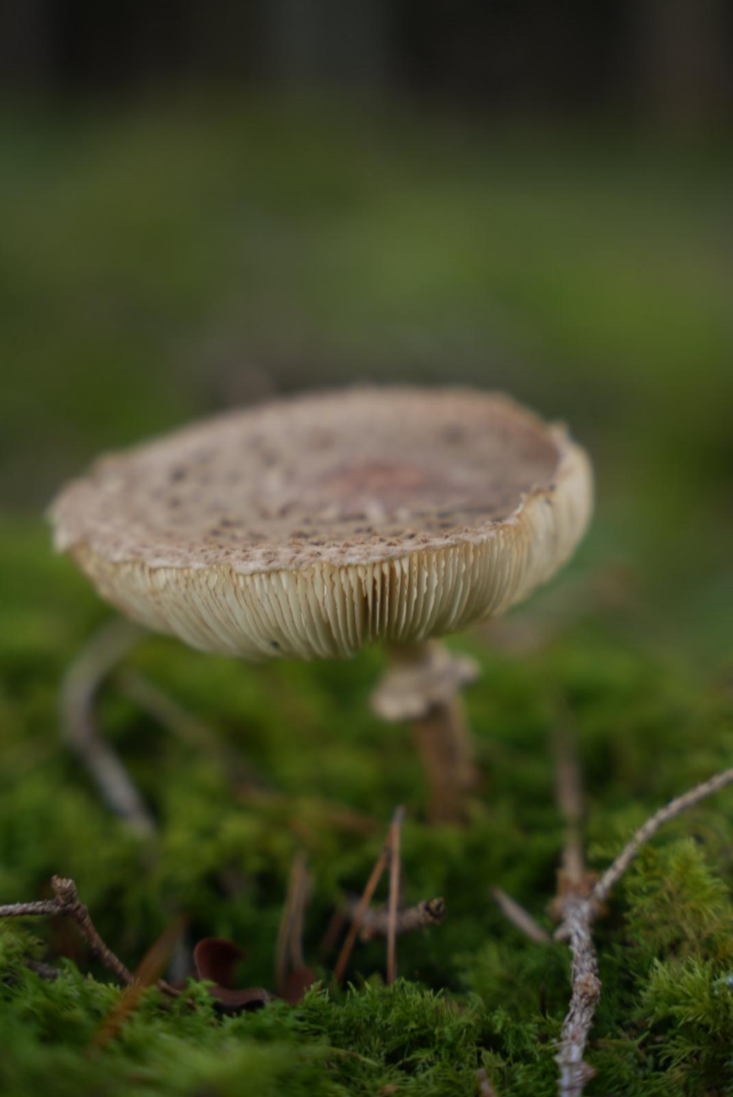 Pilze