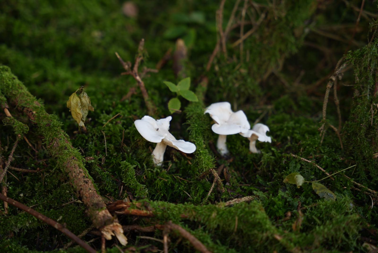 Pilze