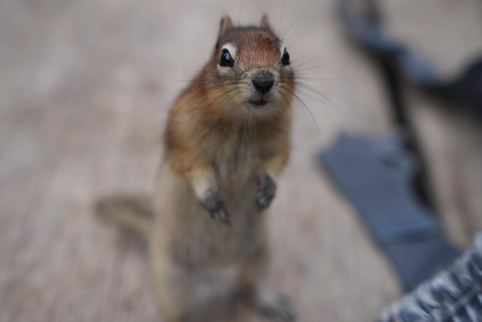 Streifenhörnchen